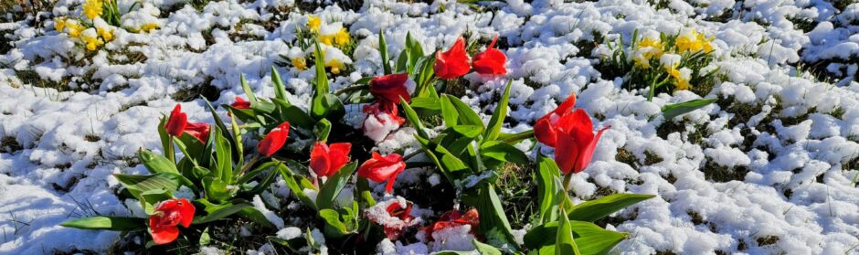 Sekakuoro Harjun Laulu